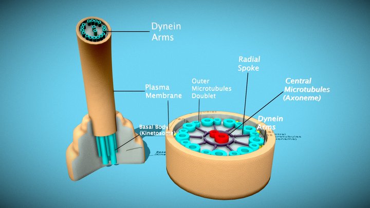 Structure of cilia