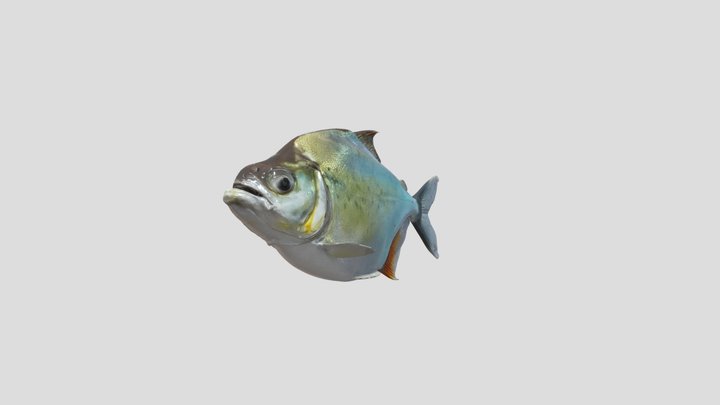 Black-Tailed Piranha (Pristobrycon Striolatus) – Gratis 3D-model STL