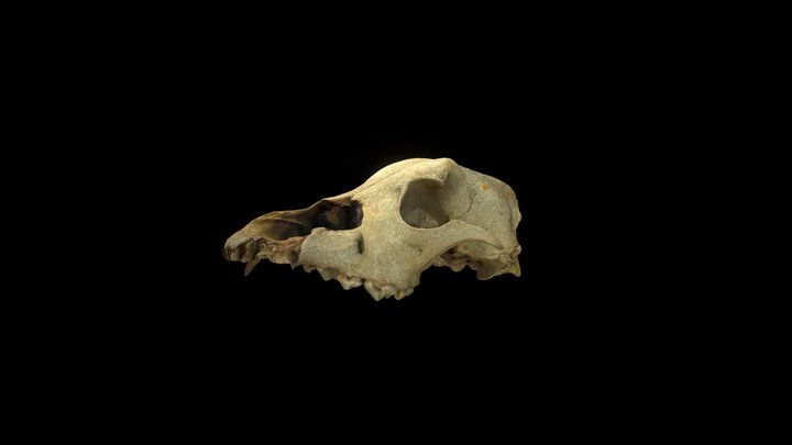 fox skull 3D Model