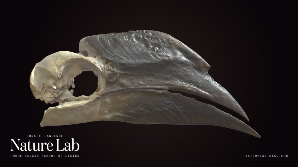 White-thighed Hornbill Skull