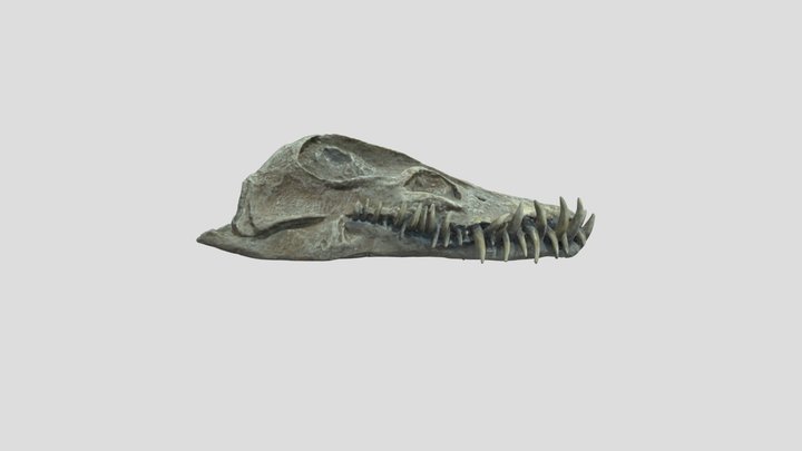 Elasmosaurus skull 3D Model