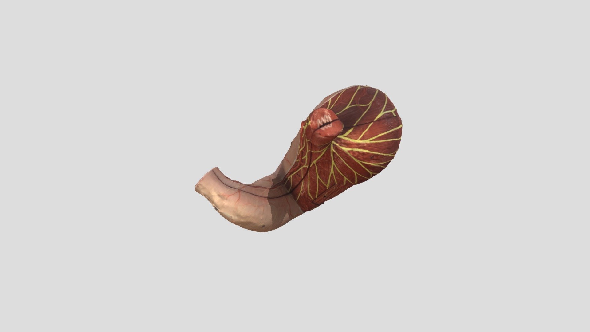 Whole Stomach - 3D model by bethelliott123 [3adf972] - Sketchfab