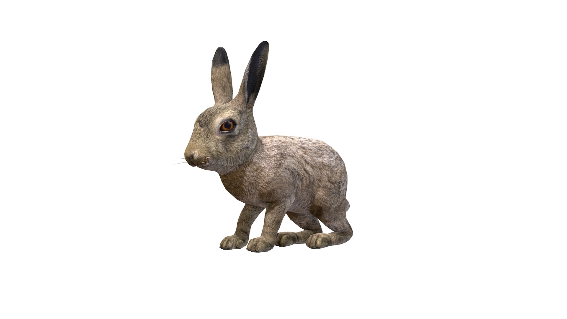 3D model Hare Cub - This is a 3D model of the Hare Cub. The 3D model is about a grey rabbit with a white background.