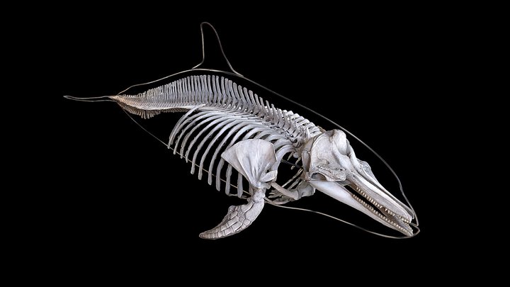 Dauphin 1 3D Model