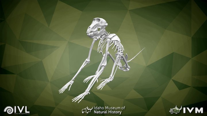 IMNH R-999 Baboon Skeleton – Modello 3D gratuito STL