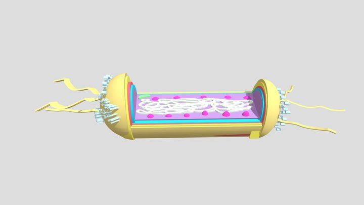 MICROUGHS_EscherichiaColi_JR_NZ_CF_NQ2 3D Model