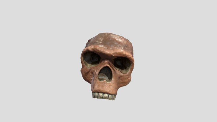 Homo Hedelbergensis 3D Model