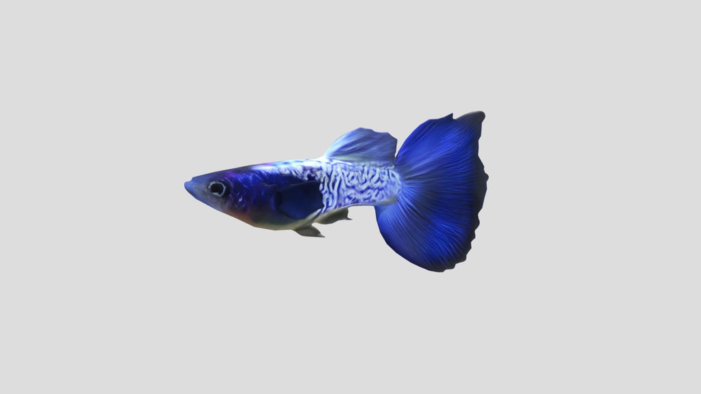 Mosaic Guppy Male