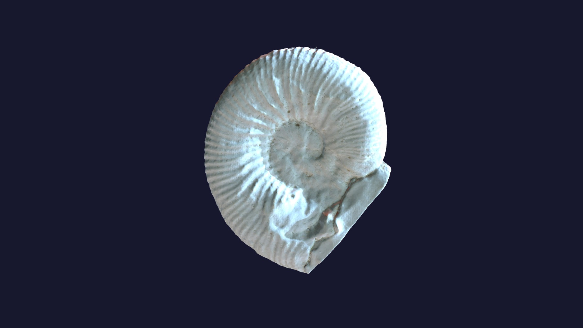3D model Cosmoceras vigorosum 108303 - This is a 3D model of the Cosmoceras vigorosum 108303. The 3D model is about a close-up of a jellyfish.