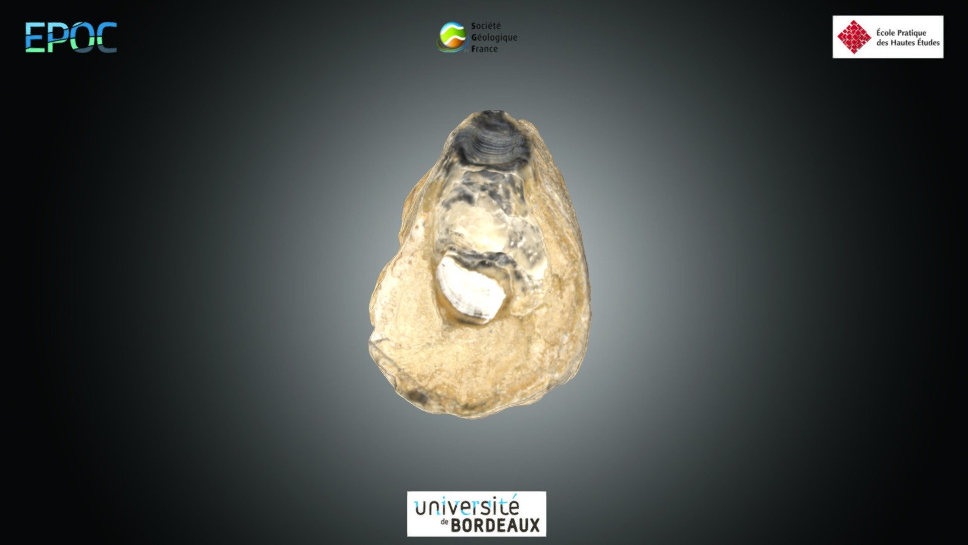 Bivalve - Ostrea sp. — Sketchfab embed 3D viewer