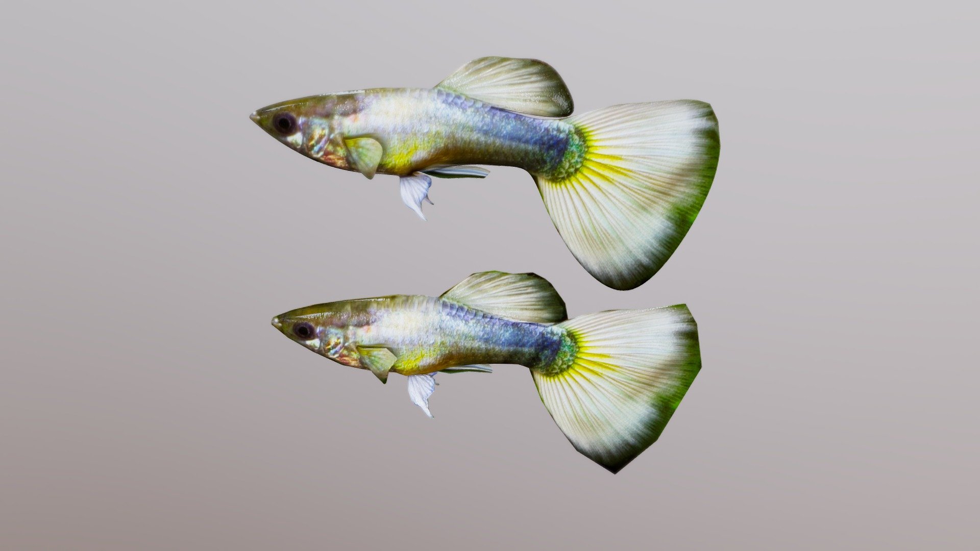 Guppy Low & High Poly