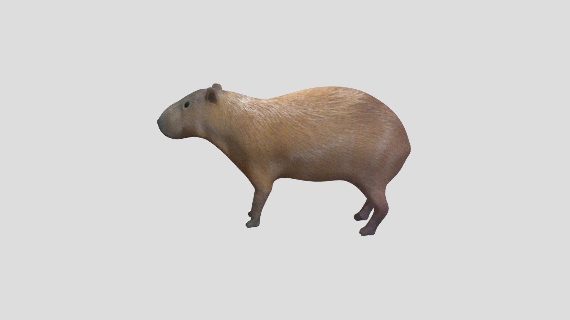 Capybara Meme  VoBss