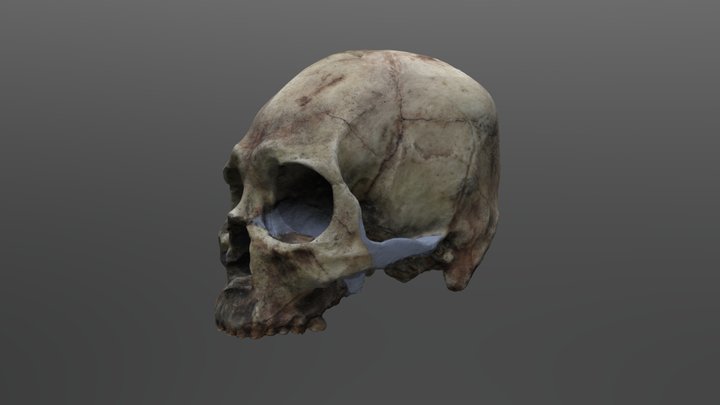 Homo sapiens Cranium (Kennewick) 3D Model