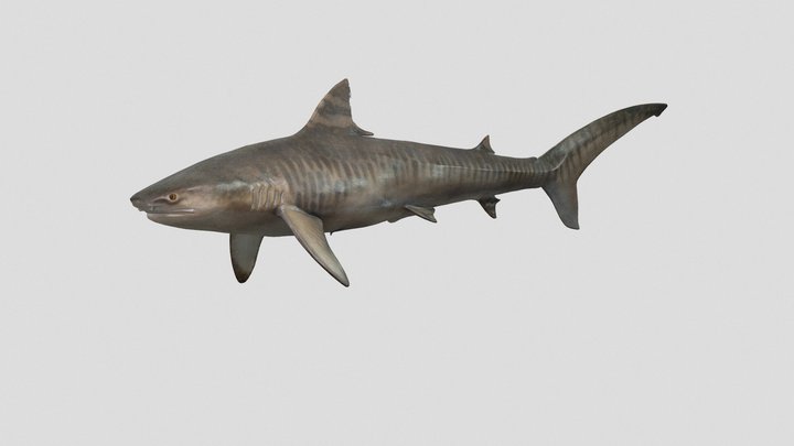 Galeocerdo cuvier 3D Model