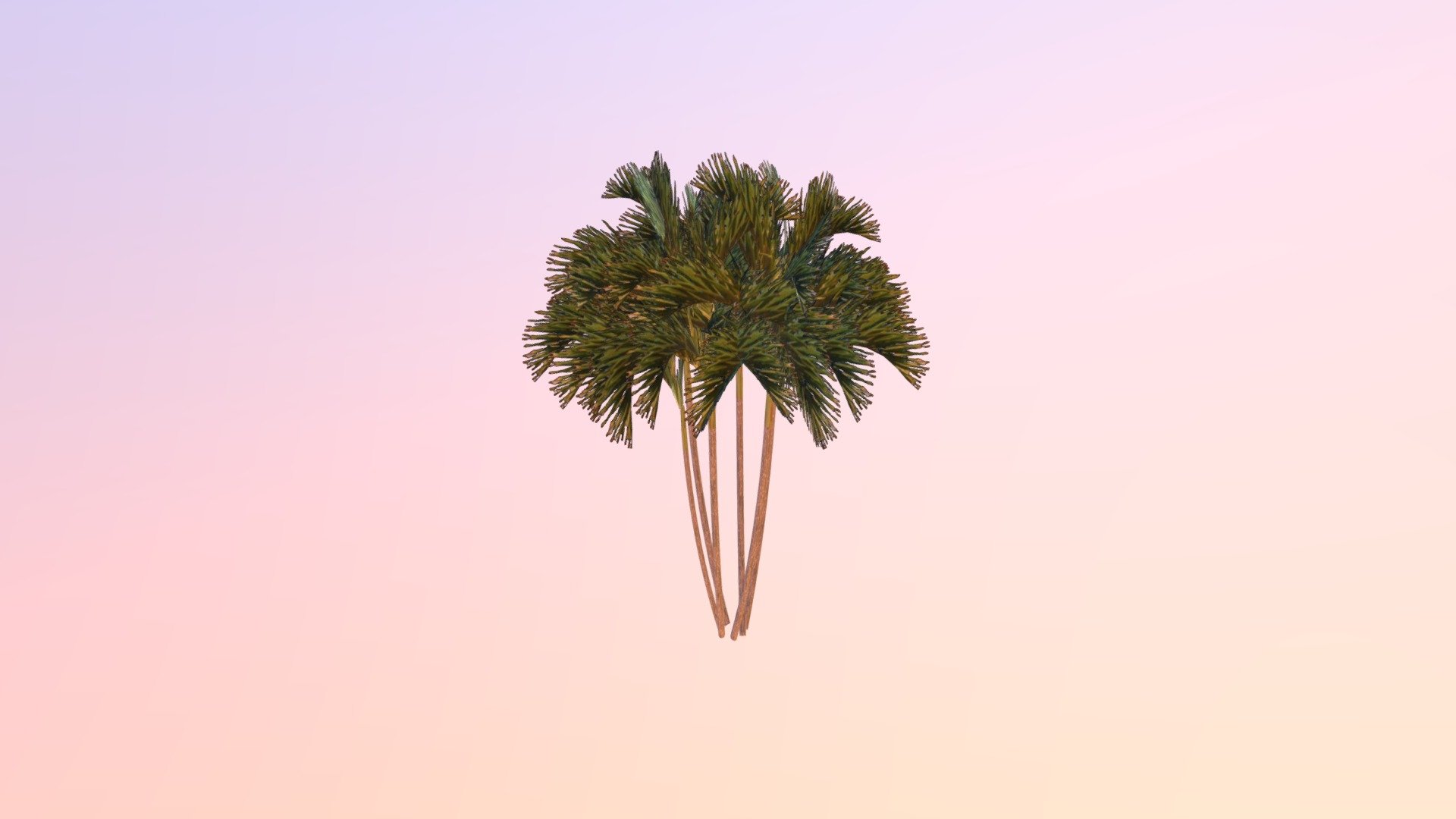 Cay 6