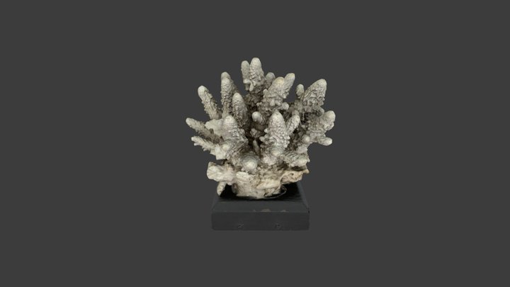 Madrepora humilis – Modello 3D gratuito STL