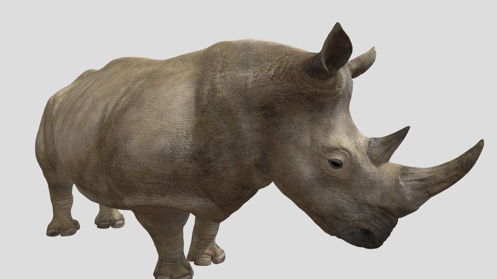 Rhinoceros