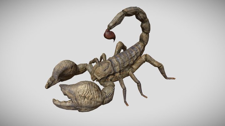 Realistic Scorpion 3D Model