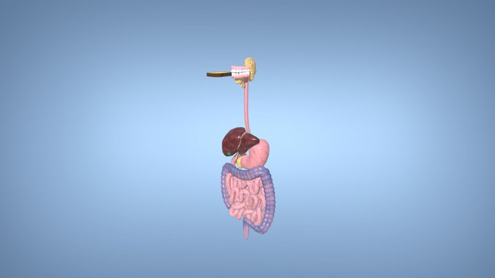 The digestive system 3D Model