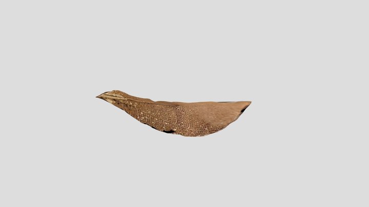 leaf 3D Model