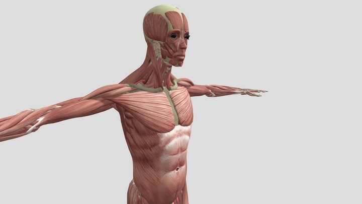 MariHealth - Muscular System 3D Model