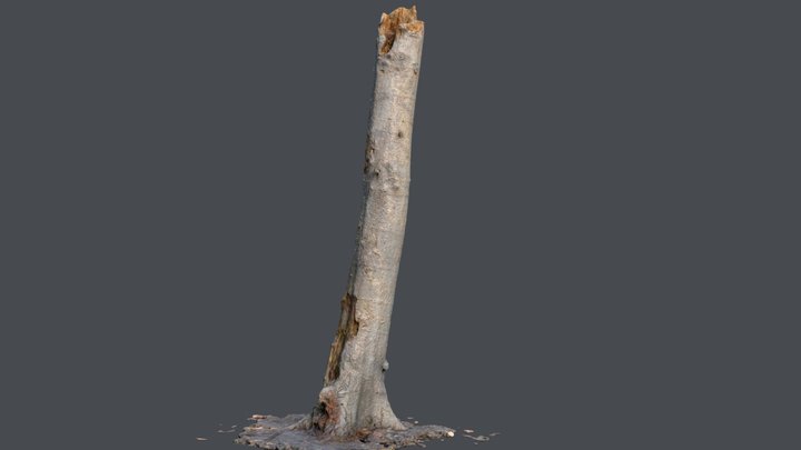 Tree trunk 01 3D Model