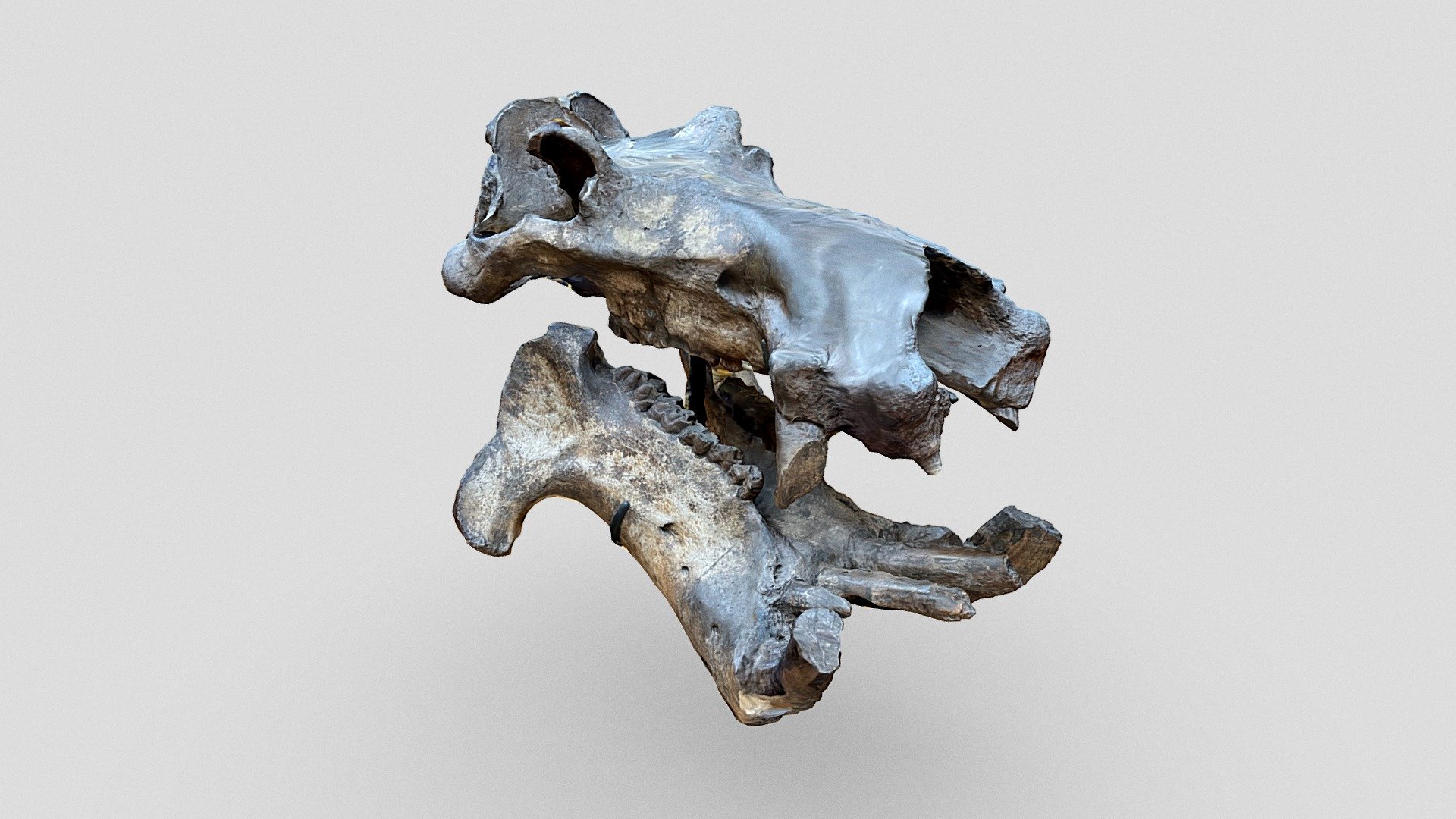 Hippo skull, Natl. Museum of Natural History (2)