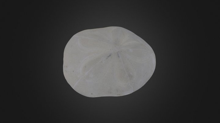 Echinoid: Clypeaster reticulatus (PRI T-1818)