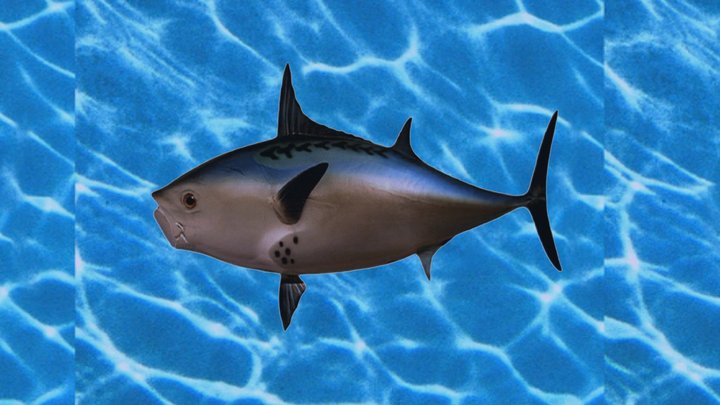 Fish Announcer 3D Model