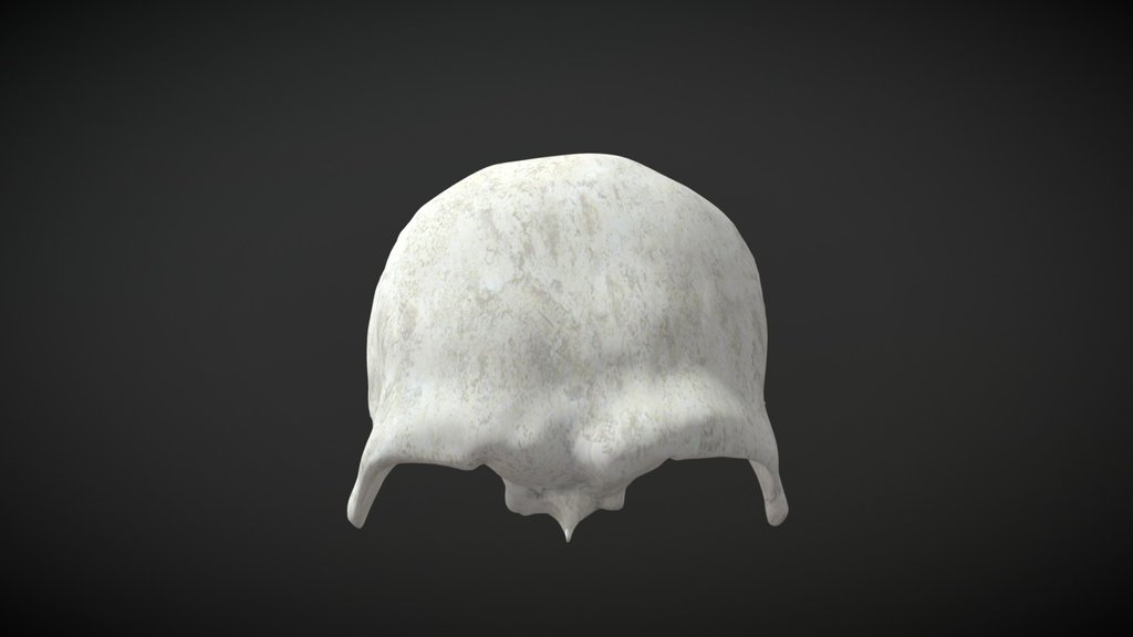 cranial bones - A 3D model collection by Kirkb - Sketchfab