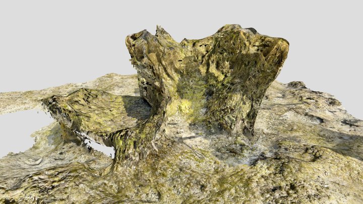 化石サンゴ_1 3D Model