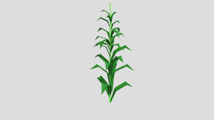 Low Poly Corn Stalk 3D Model