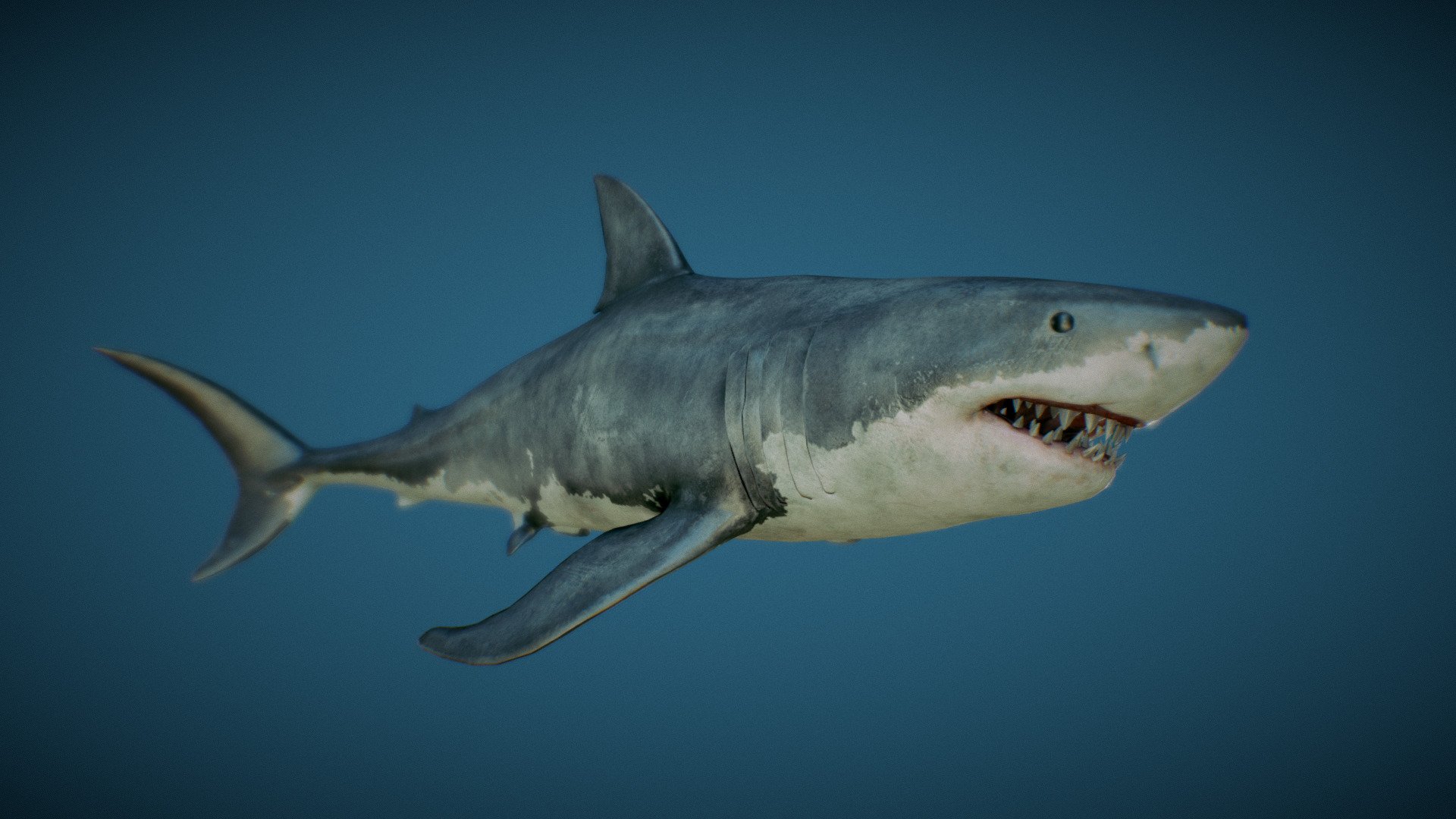 3D model Great White Shark - Game Ready VR / AR / low-poly rigged animated