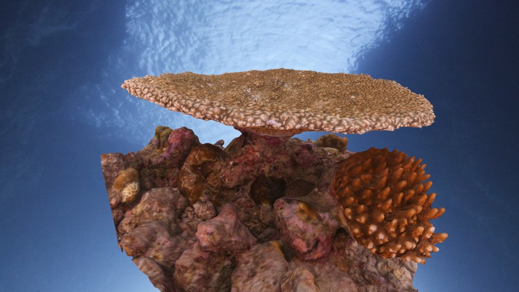 Acropora hyacinthus