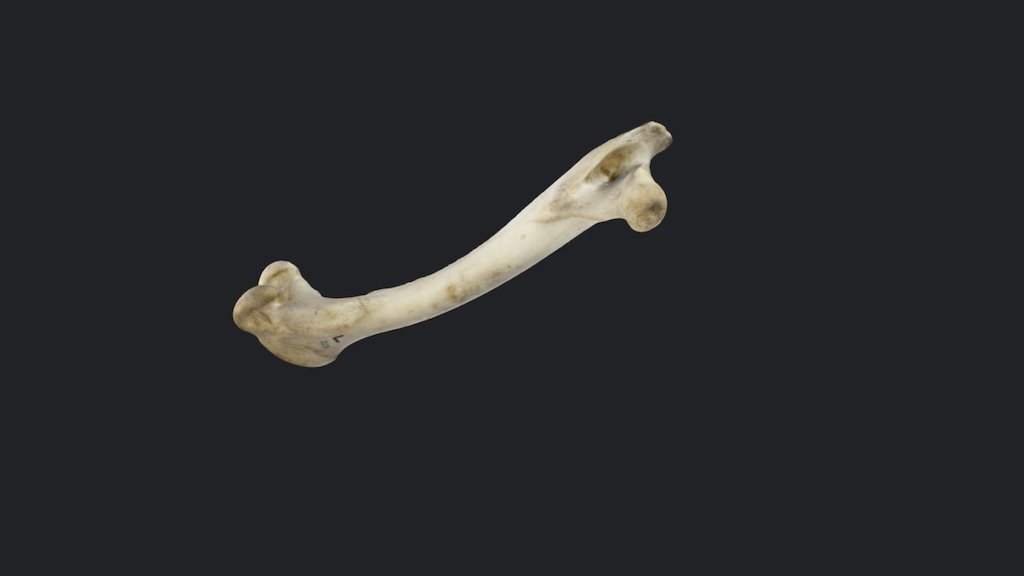 Deer Femur - 3D model by msorrel [3b236d5] - Sketchfab