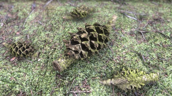 Spruce Gall Adelgid – Gratis 3D-model STL