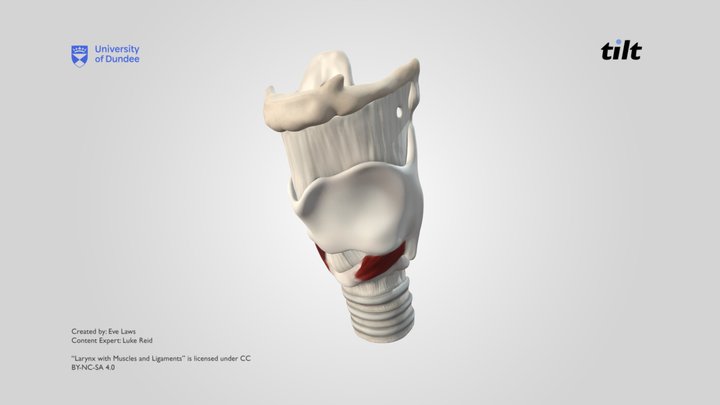 Larynx with Muscles and Ligaments 3D Model