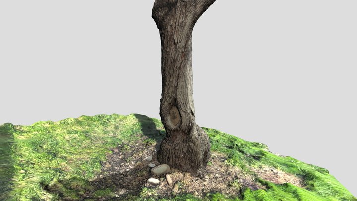 3D Tree and soil 3D Model