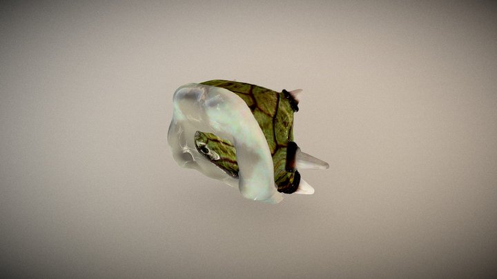 龜殼的啦 3D Model