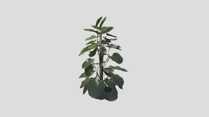 Tropical Green Majesty 3D Model
