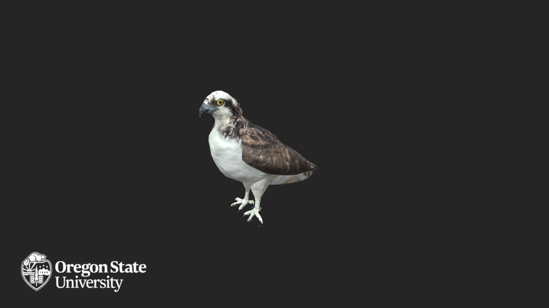 Osprey - Download Free 3D model by Oregon State University | Ecampus ...