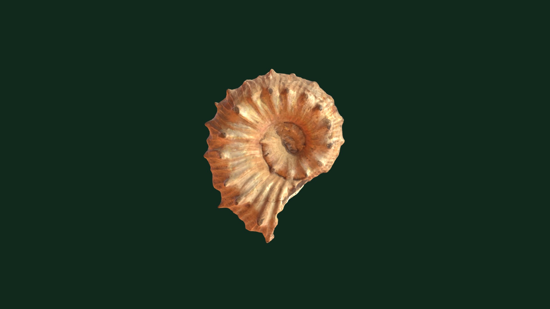 3D model Kosmoceras sp. - This is a 3D model of the Kosmoceras sp.. The 3D model is about a close up of a mushroom.