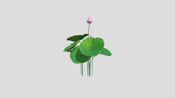Lotus Cutee 3D Model