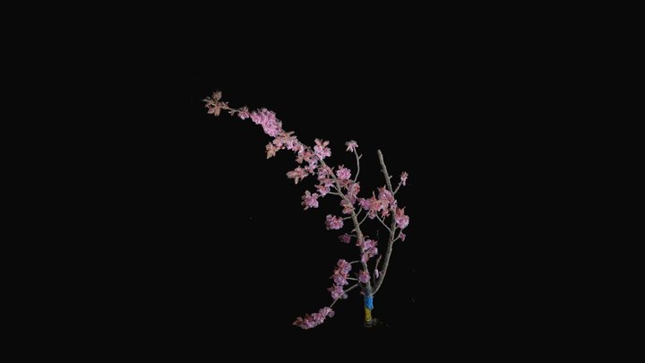 cherry-blossom-branch_3dFFS2020_Model_2 3D Model