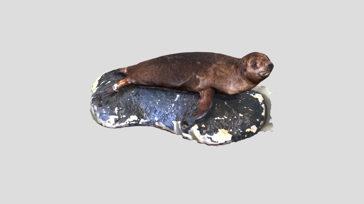 Australian Fur Seal 01 3D Model