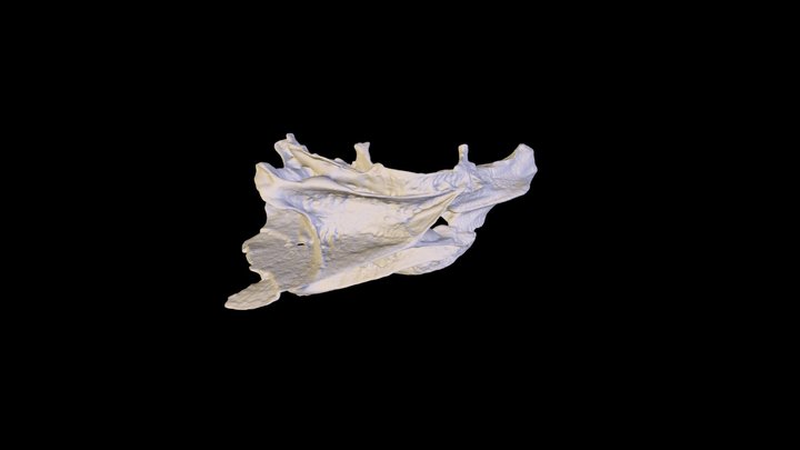 Hogfish Neurocranium Fall21 MBIO3700 SE,MP,AH 3D Model