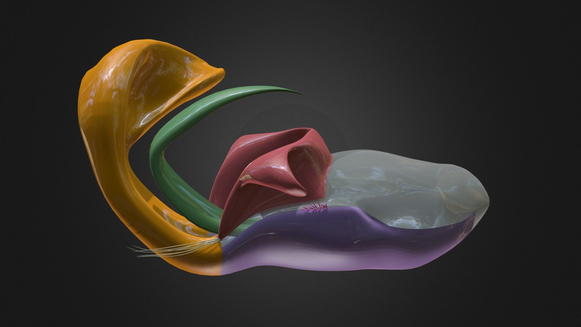 Archisepsis Armata - Phallus