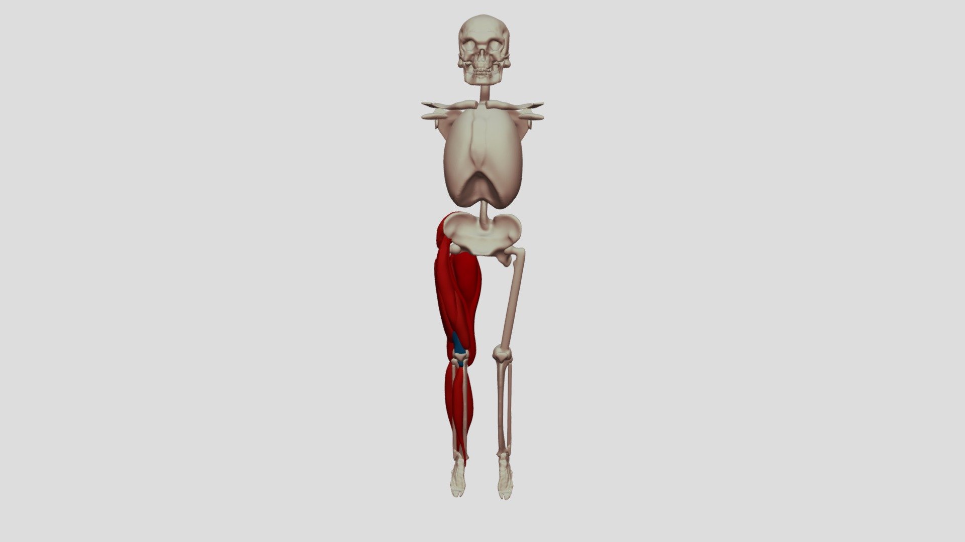 muscles IIII — Sketchfab embed 3D viewer