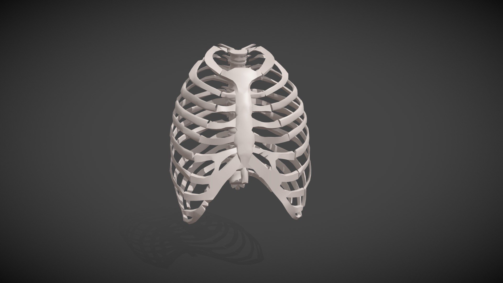 Human Ribcage (low resolution) - 3D model by Hoan Nguyen (@mushogenshin ...