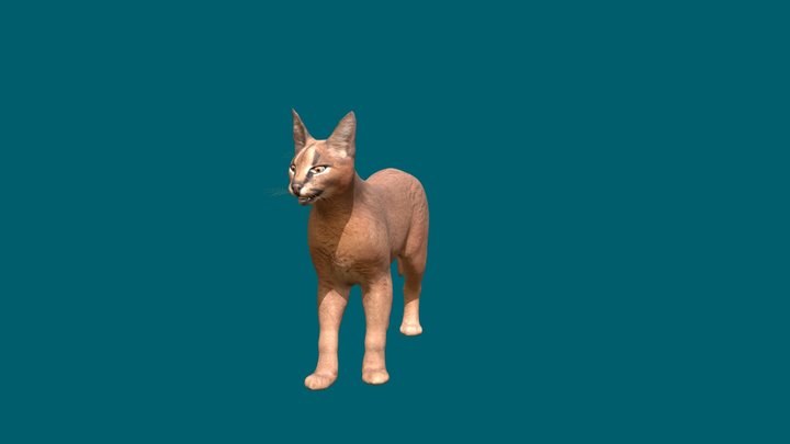 Caracal Cat Updated